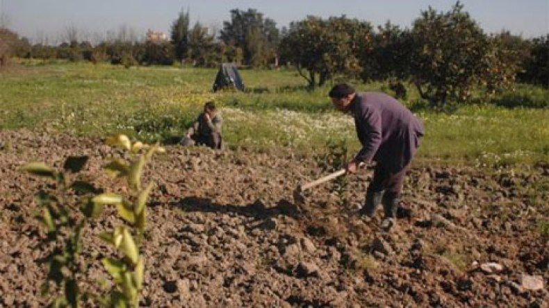 الجزائر: 29 بالمائة فقط من المستثمرين الفلاحيين تحصلوا على عقود الامتياز