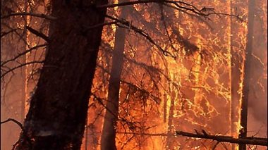 High temperatures cause fires in many Algerian regions