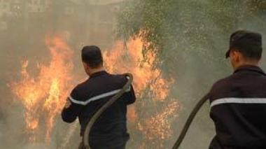 Wild fires ravaged huge parcels of forest in Algeria