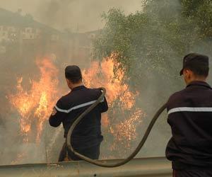 Wild fires ravaged huge parcels of forest in Algeria
