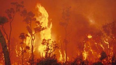 1154 fires destroy 10.000 hectares in 37 localities