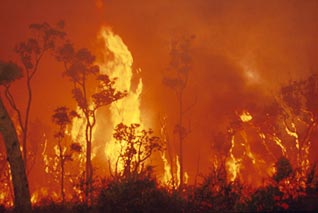 1154 fires destroy 10.000 hectares in 37 localities