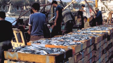 Baisse de 69,5 % de la production nationale de poissons: l'Algérien ne consomme que 4 kg de ce produit par an