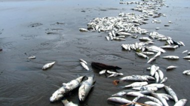 Algérie / Le Conseil national des pêcheurs alerte les Autorités sur la pollution et le dynamitage dans les zones de pêche
