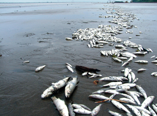 Algérie / Le Conseil national des pêcheurs alerte les Autorités sur la pollution et le dynamitage dans les zones de pêche