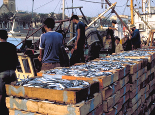 Fish production falls to 69 percent in 2010 in Algeria