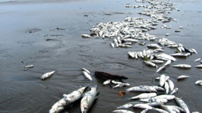 التلوث والديناميت يهددان بنسف الثروة السمكية وارتفاع الأسعار