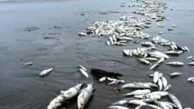 ‮”‬السمك‭ ‬الموجود‭ ‬في‭ ‬الولايات‭ ‬الداخلية‭ ‬لا‭ ‬يتوفر‭ ‬مثيله‭ ‬في‭ ‬المناطق‭ ‬الساحلية‭ ‬بفعل‭ ‬عصابات‭ ‬الاحتكار‮”‬