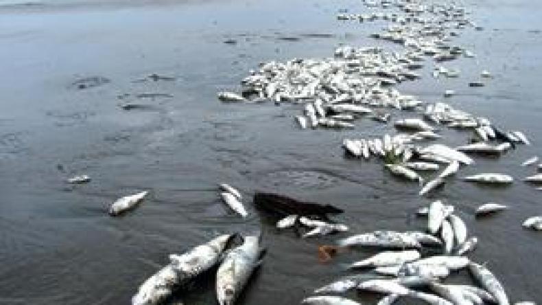 ‮”‬السمك‭ ‬الموجود‭ ‬في‭ ‬الولايات‭ ‬الداخلية‭ ‬لا‭ ‬يتوفر‭ ‬مثيله‭ ‬في‭ ‬المناطق‭ ‬الساحلية‭ ‬بفعل‭ ‬عصابات‭ ‬الاحتكار‮”‬