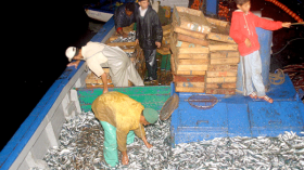 بلوط: صيادون يستخدمون الديناميت لصيد الأسماك