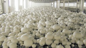 كوريا الجنوبية تنقل تجربتها في إنتاج الفطر الزراعي إلى الجزائر