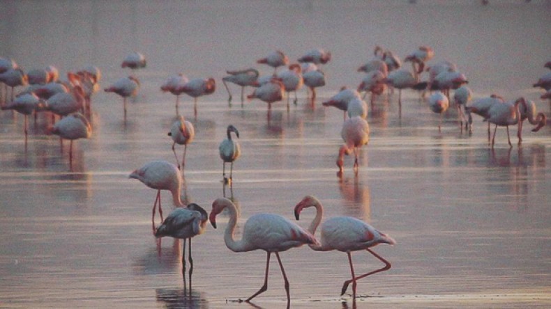 بحيرة تيلامين بوهران.. موقع طبيعي مهدد بالزوال