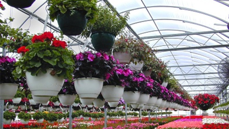 فلنزرع الورد