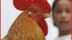“أنفلونزا الدجاج” تهدد اللحم المقدور عليه في الجزائر