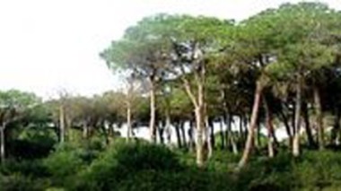 Boumerdès : la forêt récréative de Corso retrouve son lustre d’antan