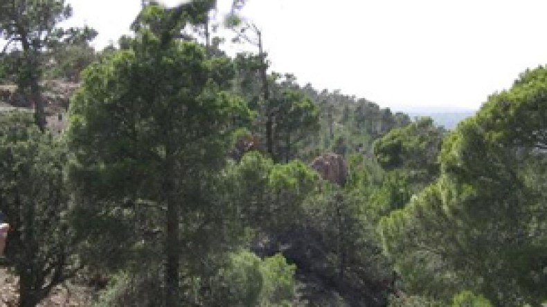 الطارف تشتعل، عنابة تحترق، سكيكدة تلتهب وجيجل نصفها رماد