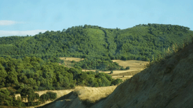 عملية تمشيط للمناطق الغابية ونصب أقفاص حديدية لإصطياد الأسد الهارب