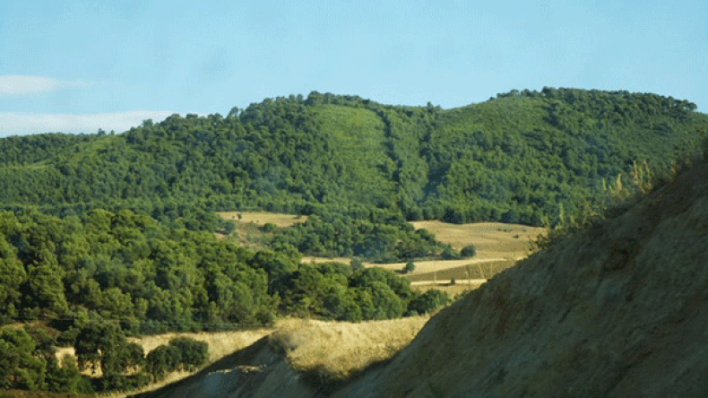 عملية تمشيط للمناطق الغابية ونصب أقفاص حديدية لإصطياد الأسد الهارب