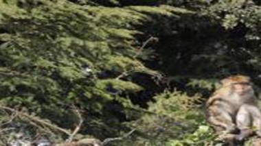Maroc: 30 000 hectares de forêts sont détruits chaque année