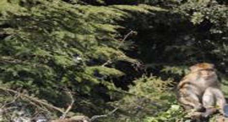 Maroc: 30 000 hectares de forêts sont détruits chaque année