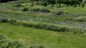 “جيوش” من القردة تهاجم حقول الفراولة بسكيكدة