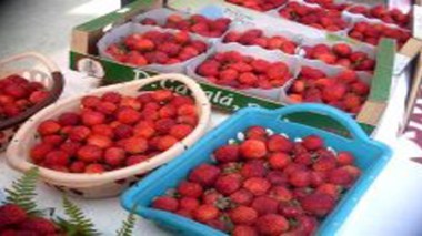 Jijel : la promotion de la fraise passe par l’information pour sa commercialisation