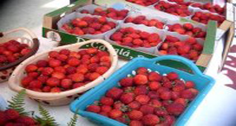 Jijel : la promotion de la fraise passe par l’information pour sa commercialisation