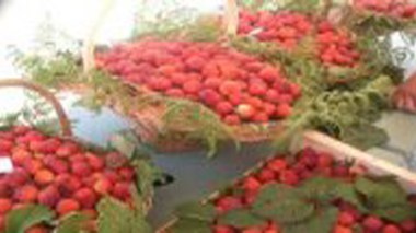 77 exposants attendus à la fête de la fraise, jeudi prochain à Jijel