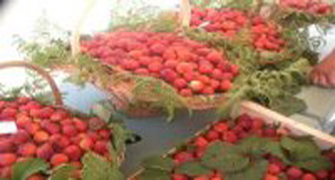 77 exposants attendus à la fête de la fraise, jeudi prochain à Jijel