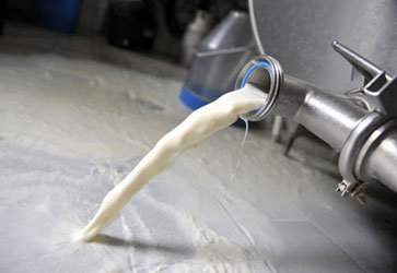 Hausse de la production de lait cru collecté en 2011