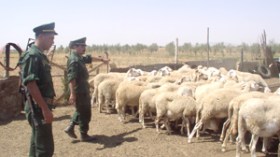 Pluies torrentielles à El-Bayadh et Béchar : 90 têtes de bétail décimées