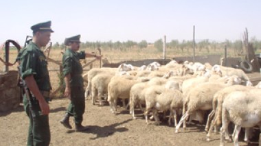 Pluies torrentielles à El-Bayadh et Béchar : 90 têtes de bétail décimées