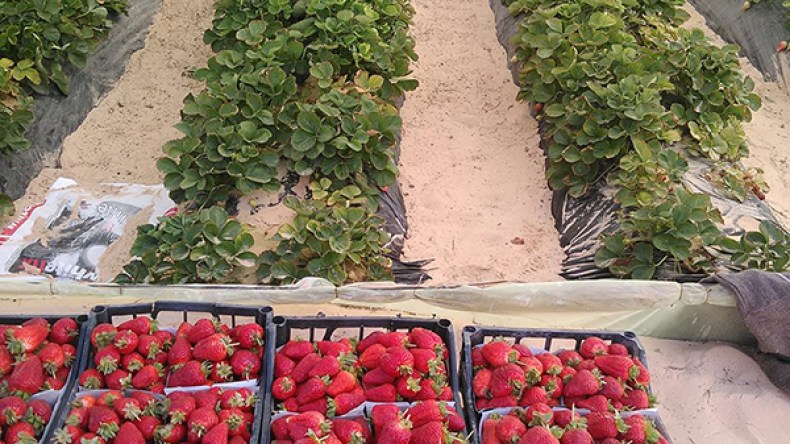 زراعة الفراولة وقصب السكر تحقق نتائج باهرة في الوادي