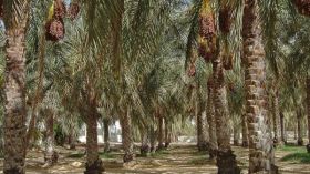 مئات النخيل مهددة بالموت بسبب هجر الواحات