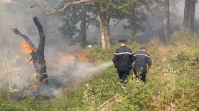 حرائق تأتي على الغطاء الغابي وتبيد طيورا نادرة بقالمة