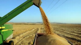 أسعار الدقيق والفرينة لن تنخفض رغم فائض مخزون القمح وانهيار أسعاره