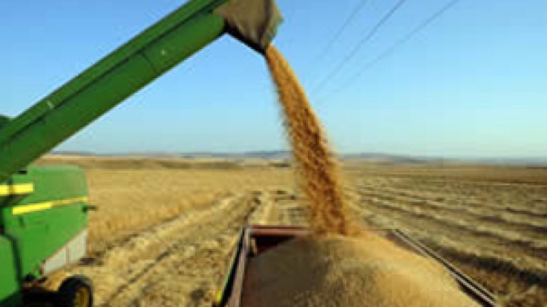 أسعار الدقيق والفرينة لن تنخفض رغم فائض مخزون القمح وانهيار أسعاره