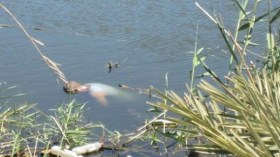 إنتشال جثث أربعة غرقى داخل البرك و السدود بتيبازة