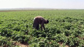 غزة تعاود تصدير المنتجات الزراعية إلى أوروبا