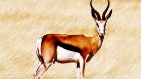 11 أميرا خليجيا مارسوا الصيد بالبيض بترخيص مزوّر