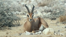 الحيوانات تنقرض في الجزائر: هكذا يهرب الأيل البربري والغزلان إلى تونس