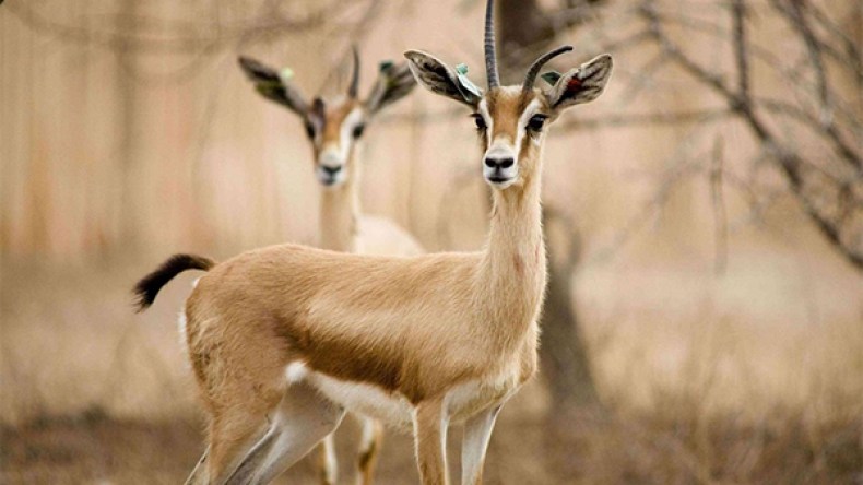 صيادون متمرسون يبيدون الريم بصحراء الوادي