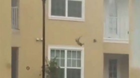 قط ينجو من الموت بقفزة مذهلة من مبنى يحترق