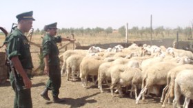مهربون مغاربة ينافسون الجزائريين في مزادات المواشي بسوق وهران!
