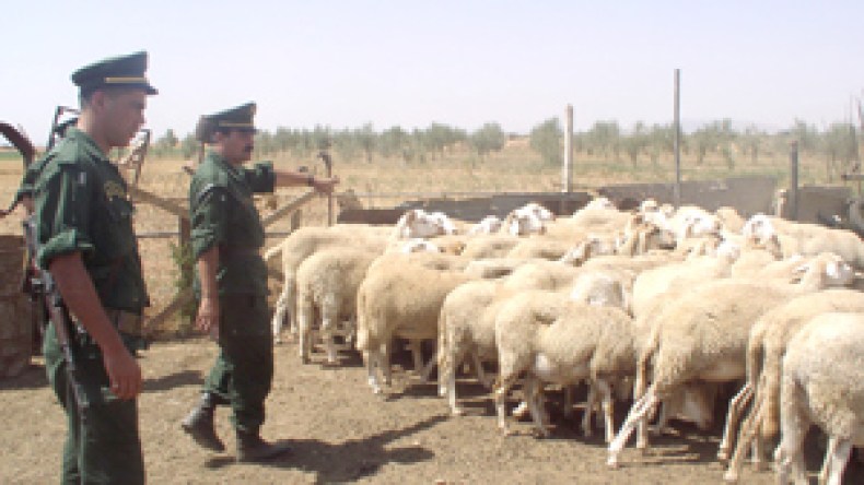 مهربون مغاربة ينافسون الجزائريين في مزادات المواشي بسوق وهران!