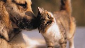 حملة إبادة للقطط والكلاب بالأسلاك الكهربائية في الحراش