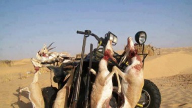 Des braconniers du Golfe ciblent l'espèce animale algérienne!