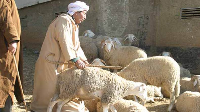 انهيار قياسي في أسعار أضاحي العيد في الوادي