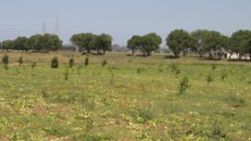 شبكة محتالين باعت مائة قطعة أرضية في تعاونية وهمية بالعاصمة