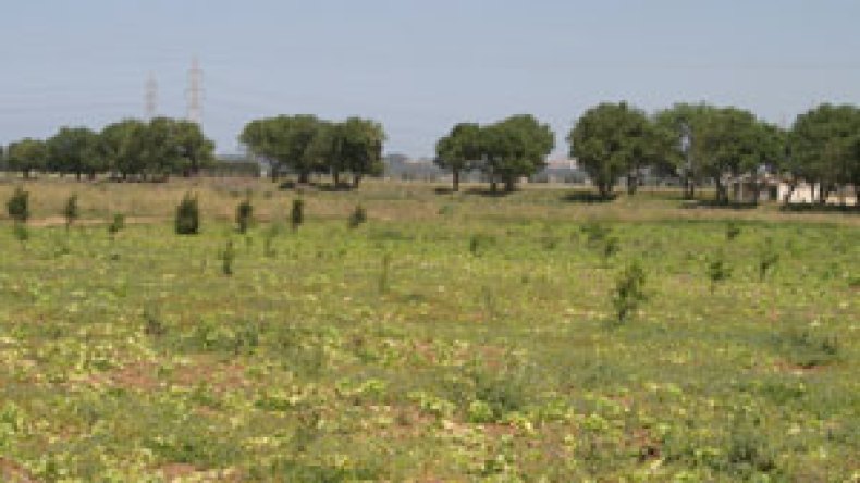 شبكة محتالين باعت مائة قطعة أرضية في تعاونية وهمية بالعاصمة